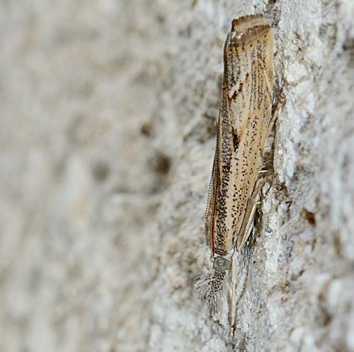Agriphila geniculea